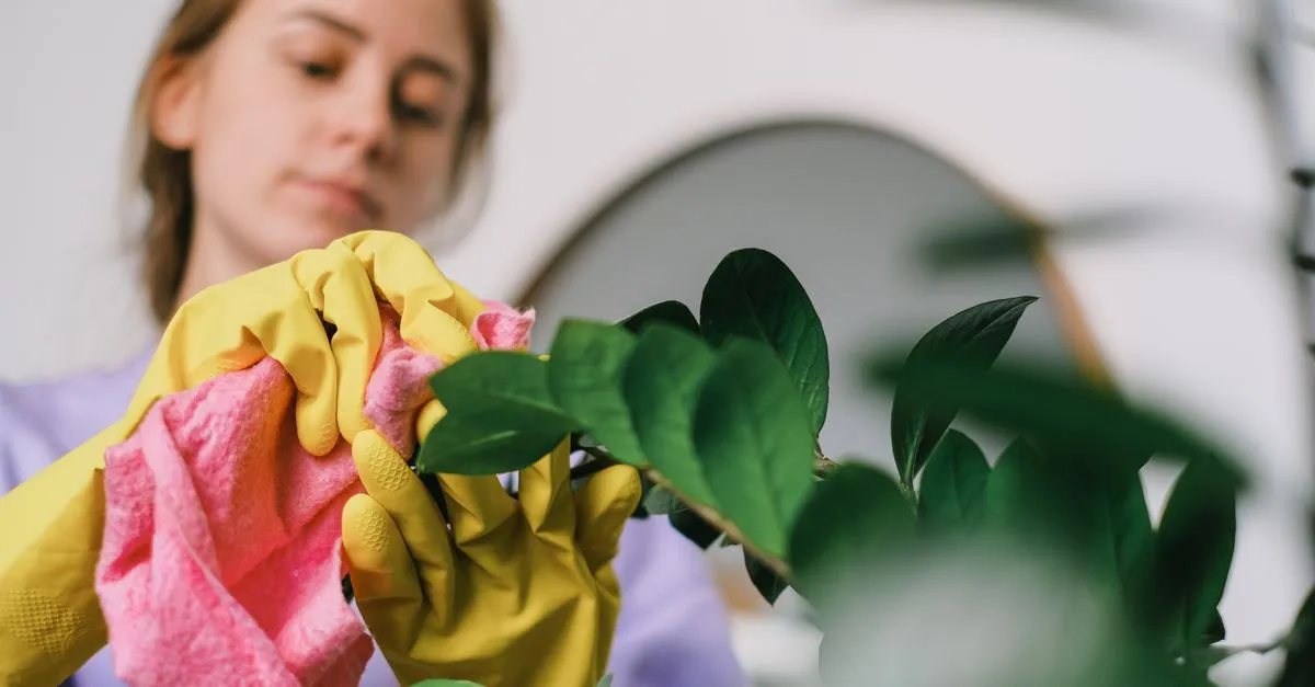 A woman cleans indoor plant leaves with gloves and cloth, focusing on plant care.